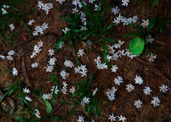 শিউলি দেখলে মনে পড়ে ছোটোবেলার সেই নিঃস্বার্থ আনন্দ